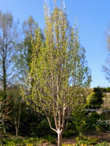 I planted several Stewartia trees in this space. Stewartia is a species of flowering plant in the family Theaceae, native to Japan and Korea. All varieties are slow-growing, all-season performers that show off fresh bright green leaves in spring, white flowers in summer, and colorful foliage in autumn. And do you know why I love Stewartia trees? Well, Stewart is my last name after all. However, there is no relation. “Stewartia” is named for Scottish nobleman and botanist, John Stuart, who had imported the plant to his personal London garden. He later served as British prime minister from 1762 to 1763.