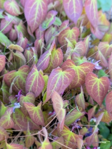 Epimedium, also known as barrenwort, bishop’s hat, fairy wings, horny goat weed, or yin yang huo, is a genus of flowering plants in the family Berberidaceae. The leaves are made up of leaflets, which can range in number from three to 50 and in size from as tiny to six inches long. They are generally heart-shaped, but can range from round to arrow-shaped.