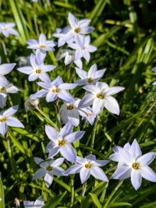 Ipheion uniflorum, commonly called spring starflower, is native to Argentina and Uruguay and features grass-like foliage and solitary star-shaped flowers on six-inch tall stems. Flowers range in color from almost white to violet blue. Flowers have a mild spicy fragrance, and when bruised the foliage emits an oniony aroma.