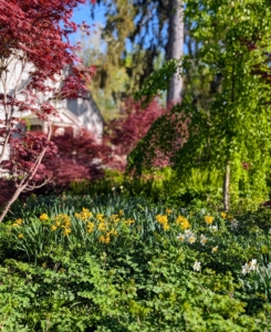 Every year, more and more plants grow in these beds, cover the space, and create a lush, green carpet of beautiful foliage.
