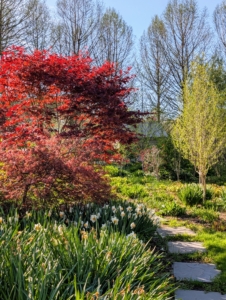 Behind my Tenant House I designed lovely perennial gardens that come alive this time every year. The burgundy tree is a Japanese maple. With more than a thousand varieties and cultivars, the iconic Japanese maple is among the most versatile small trees for use in the landscape.
