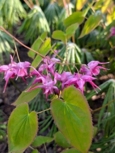 Sprays of pink, white, yellow, orange, or lavender flowers appear this time of year.