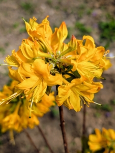 Some of the azaleas in this grouping include this 'Appalachian Gold' - an Aromi hybrid that produces abundant, large clusters of rich golden buds tipped in orange that open to sweet scented flowers with bright golden-yellow petals.