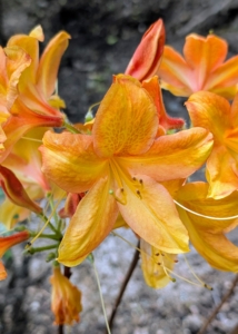'Arneson Gem' is compact and only grows up to three-feet tall when mature. It is strong, fragrant and brightens up the garden with its light orange to golden yellow blooms.