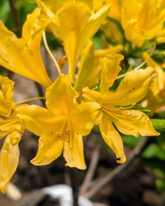 Among these newest azaleas is this Azalea 'Lemon Twist' with its bright yellow-gold flowers.