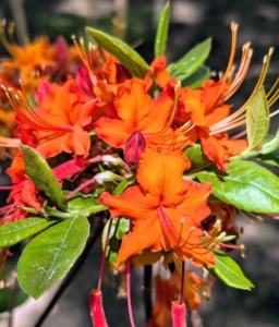 Some of the deciduous azaleas are unknown varieties, but still so beautiful and lush.