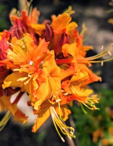 Here is one Mike grew from seed with light and dark orange flowers.