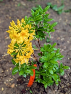 And this azalea is 'Don's Variegated Austrinum' with warm golden flowers.