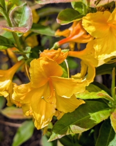 Similar in color is the 'George Reynolds' Azalea, a broadleaf deciduous shrub with green foliage and light orange to yellow flowers. Azaleas are great pollinators and attract bees, butterflies, and hummingbirds.