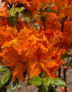 Azalea Exbury 'Gibraltar' displays large two-and-a-half inch flowers that are a striking copper-orange color. This deciduous azalea is hardy, fragrant, and easy to maintain.