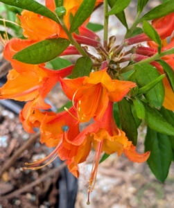 This one is called Azalea 'Great Balls of Fire.' It is a rare deciduous rhododendron hybrid that produces abundant, rounded flower clusters in fiery red to deep orange.