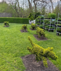 Here is a reproduction of what inspired Harvey's love for topiaries. He had passed a similar sculpted scene during a hunt in England - topiary hounds chasing a fox. In his rendition, he also added riders on their trusted mounts.