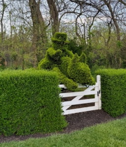 Here is one planted over a fence. It is one of the most well-loved topiaries in the garden.