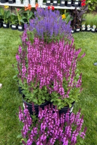 Here is a colorful selection of Salvia nemerosa, also known as meadow sage.