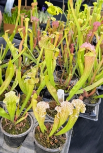 And this is Sarracenia or pitcher plants - they're carnivorous.