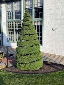 Here is another topiary on the terrace - simple in design, but wonderfully sculpted.