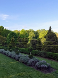 In almost every view around the Manor, one sees mature and meticulously groomed topiary forms.