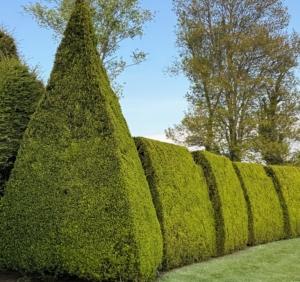 These topiaries are yews, Taxus, and create the wall of the Great Bowl.