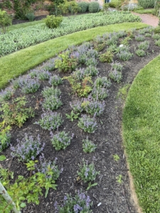 In the foreground is Nepeta, also known as catmint. In the background is Stachys byzantina 'Helene von Stein' with underplanting emerging roses.