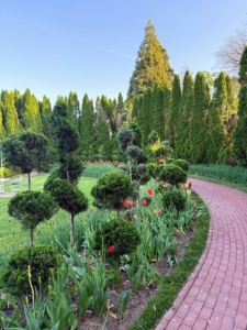 Here, topiaries also accent the tulip beds in the Croquet Court.