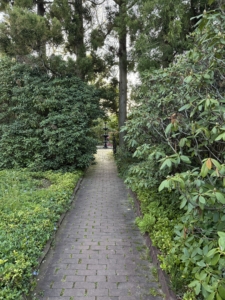And this is a view of the Victorian Garden fountain through a bed of rhododendrons and towering Cryptomeria.