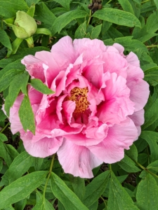 There are very few plants that can compete with a tree peony in full bloom. They flower from late April through early May, but the season often varies from year to year. The pink varieties are more fragrant than others. This one has slightly ruffled petals with a gold center.
