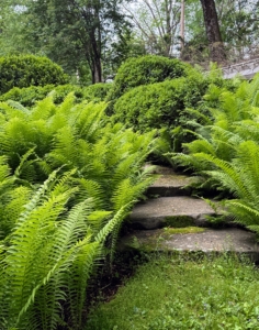 The ferns are so lush. Planting multiples of one plant in a section of a garden can look so stunning and dramatic, especially flanking these natural stone steps.
