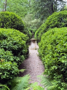 This is Patsy's boxwood garden. While the most familiar forms of boxwood are commonly referred to as “American” and “English” boxwood, there are about 90-species and more than 365 different cultivars.