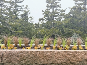 The trough is planted with something different this year - succulents and ornamental grasses. In less than a month, this trough will be so full of gorgeous growth.