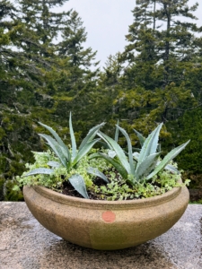 Agaves are long-leafed succulents with shallow roots and showy, spiked leaves. A little extra care should be taken whenever working with such sharp plants – always protect the eyes and face when handling agaves. This is an Eric Soderholtz pot – a deceptively simple turned pot, with Soderholtz’s scarab trademark impressed on the side.