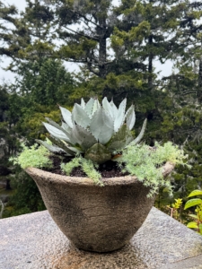 Many of the urns are also planted with ground covers that will spread and fall over the sides of the container.