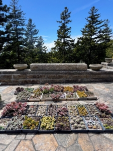 These trays of succulents were propagated over winter in the Skylands greenhouse. Before we start planting, I make sure all the supplies are ready – the urns, the potting mix, and of course the plants.