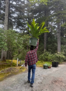 Peter Grub, a member of my Skylands crew, is young and strong! He's carrying one of the potted plants, a bird's nest fern, from the front driveway to the west terrace.
