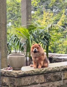 Here is my handsome Chow Chow Emperor Han guarding his ledge - the dogs love to go up to Maine with me too.