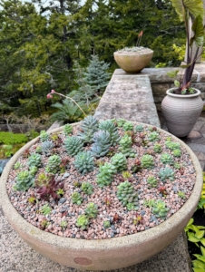 This planter is filled with small succulents and then top dressed with pink granite gravel stones. Everyone takes turns doing everything – from moving and preparing the plants to moistening the potting mix, to filling the pots, to planting.