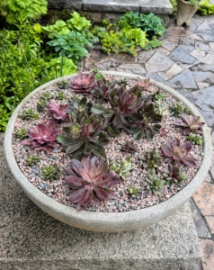 Another one is filled with dark burgundy succulents.