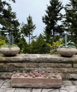 I am fortunate to have such a good crew up in Maine who can care for all these plants when I am not here.