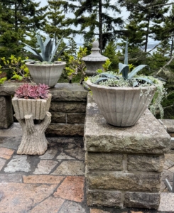 More succulents and agaves are planted in these containers. The antique faux bois planter on the left is extremely heavy – about four to five hundred pounds.