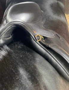 Here is the new saddle tested on Bond. This saddle fits perfectly between the back of the scapula, or shoulder blade, and Bond's last rib.
