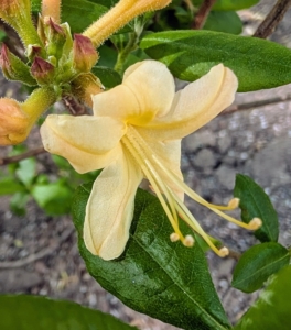 In contrast, this creamy yellow azalea is 'My Mary' - another native azalea hybrid that produces abundant and fragrant blooms in shades of soft to light yellow.