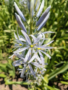 On this, one can see the six-petaled, two-inch, star-shaped flowers of Camassia.