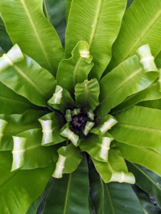 The bird’s nest fern is known for its tropical fronds that grow out of a rosette in the middle of the plant which closely resembles a bird’s nest. It is also occasionally called a crow’s nest fern.