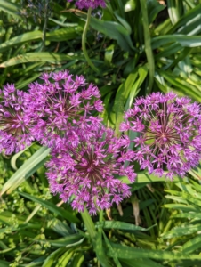 Alliums require full sunlight, and rich, well-draining, and neutral pH soil. Alliums are rabbit-resistant, rodent-resistant, and deer-resistant, but adored by bees, butterflies, and pollinators.