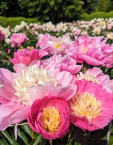 By the third week of May, the blooms appear. One of the reasons these peonies thrive here at my farm is because of the soil. It has a pH of 6.5 to 7.0, which is ideal. It is also amended with superphosphate and Azomite, a natural product mined from an ancient mineral deposit in Utah. These natural additives improve root systems and overall plant vigor, resulting in this fantastic profusion of blooms.