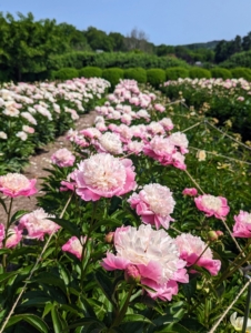 Look at the transformation – rows and rows of gorgeous blooms.