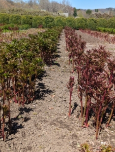 Once the stems are several inches tall, it’s time to stake each of the rows of peonies, so they are well-bolstered as they mature. I planted various peony flower types in this bed: single, semi-double, double and anemone-type blossoms.