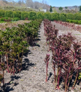 By mid-April my herbaceous peony bed is filled with knee-high stems and dense green foliage.