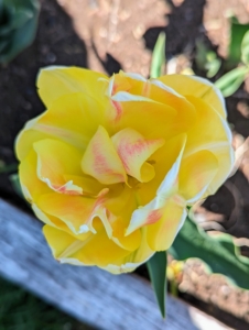 ‘Foxy Foxtrot’ is a double tulip with shades of apricot, yellow, and hints of rose orange.