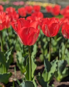They come in a wide variety of colors. And while red varieties remain the most popular, they range from white and pale yellow to deep mahogany and violet.