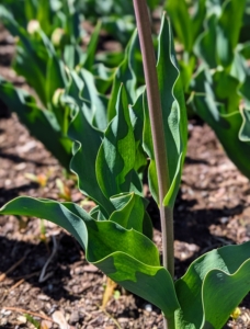 The broad, strappy leaves of tulips have a waxy coating that gives them a blue-green color. There are usually two to six leaves per plant.